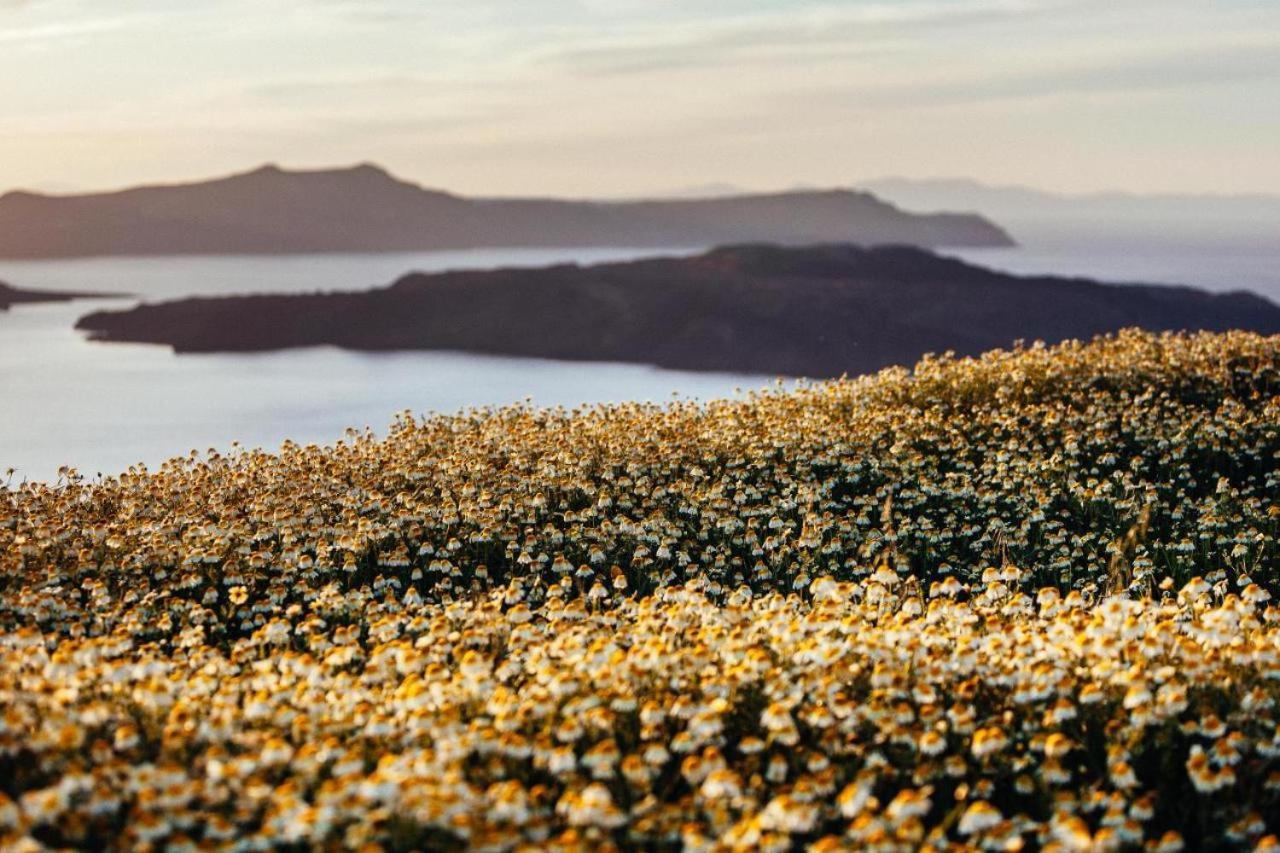Arcana Santorini Villas, An Authentic Cycladic Experience Akrotiri  Ngoại thất bức ảnh